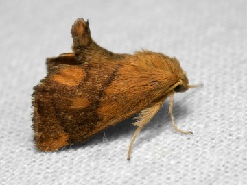 Ślimakówka pomrowik (Apoda limacodes) fot. J. Nowak, 